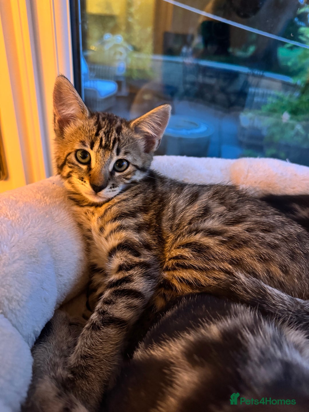 Bengal cats for sale: MARBLED & Spotted BENGALS TiCA Reg 1 kitten left  - Image 14
