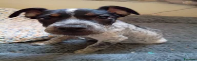 Staffordshire Bull Terrier 1