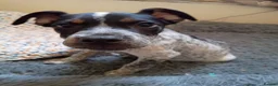 Staffordshire Bull Terrier dogs for sale: 2 beautiful Merle Staffies  - Advert 7