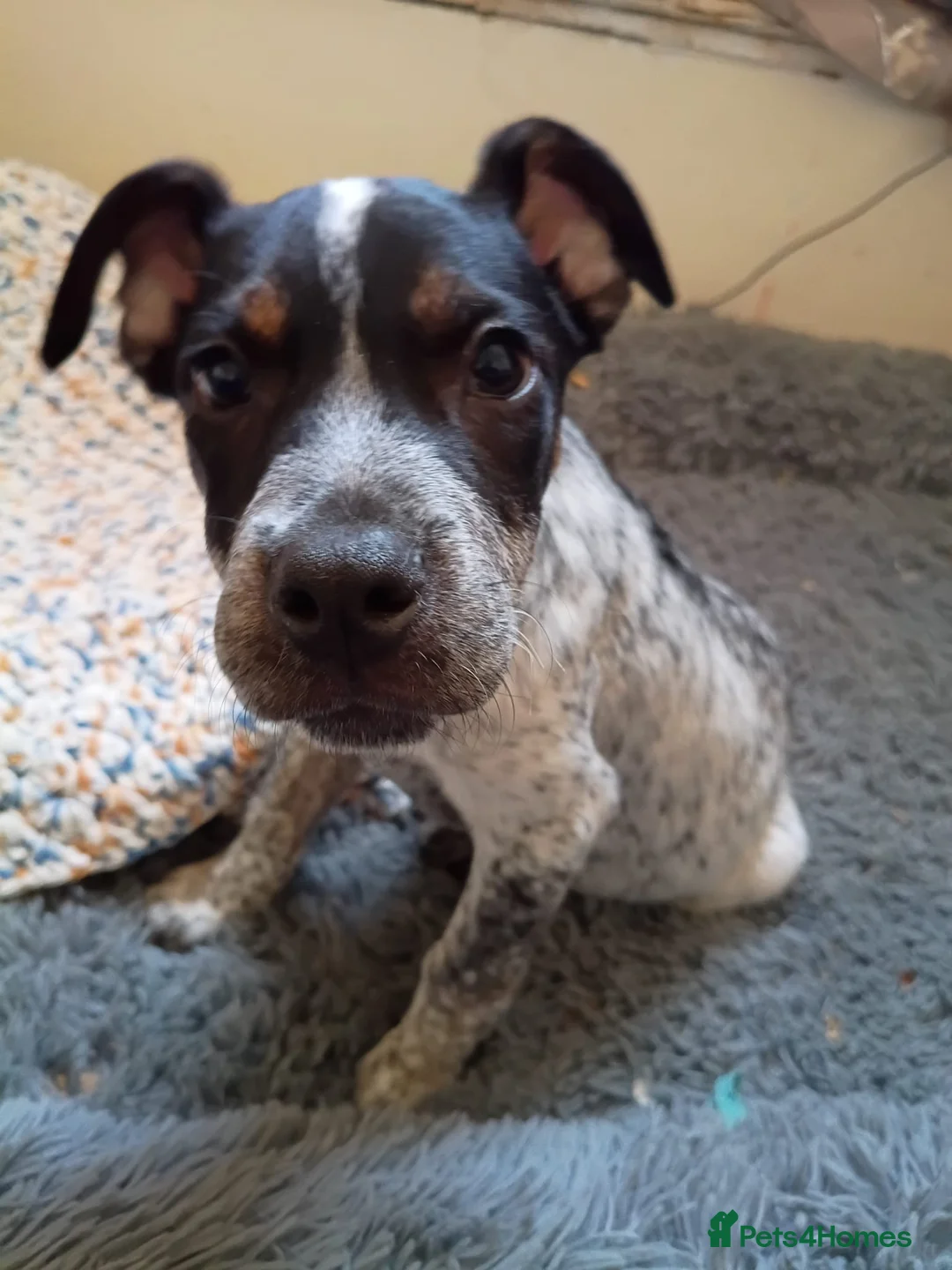 Staffordshire Bull Terrier dogs for sale: 2 beautiful Merle Staffies  - Advert 7
