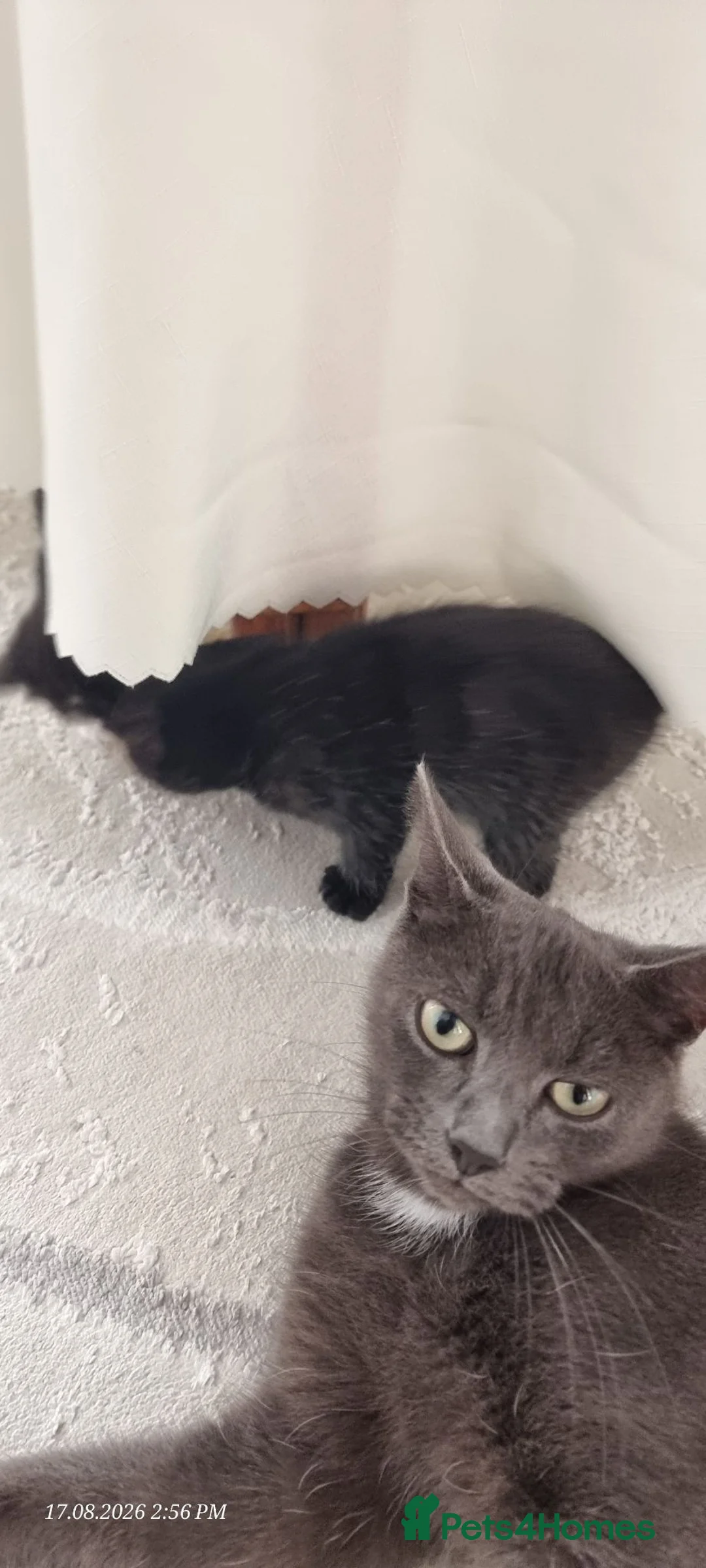 Mixed Breed cats for sale: 4 Adorable Kittens Looking for a Loving home - Advert 1