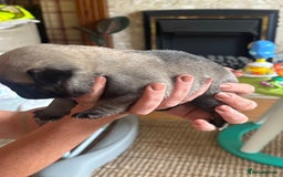 Pug dogs for sale: 4 Puppy Pugs - Image 8