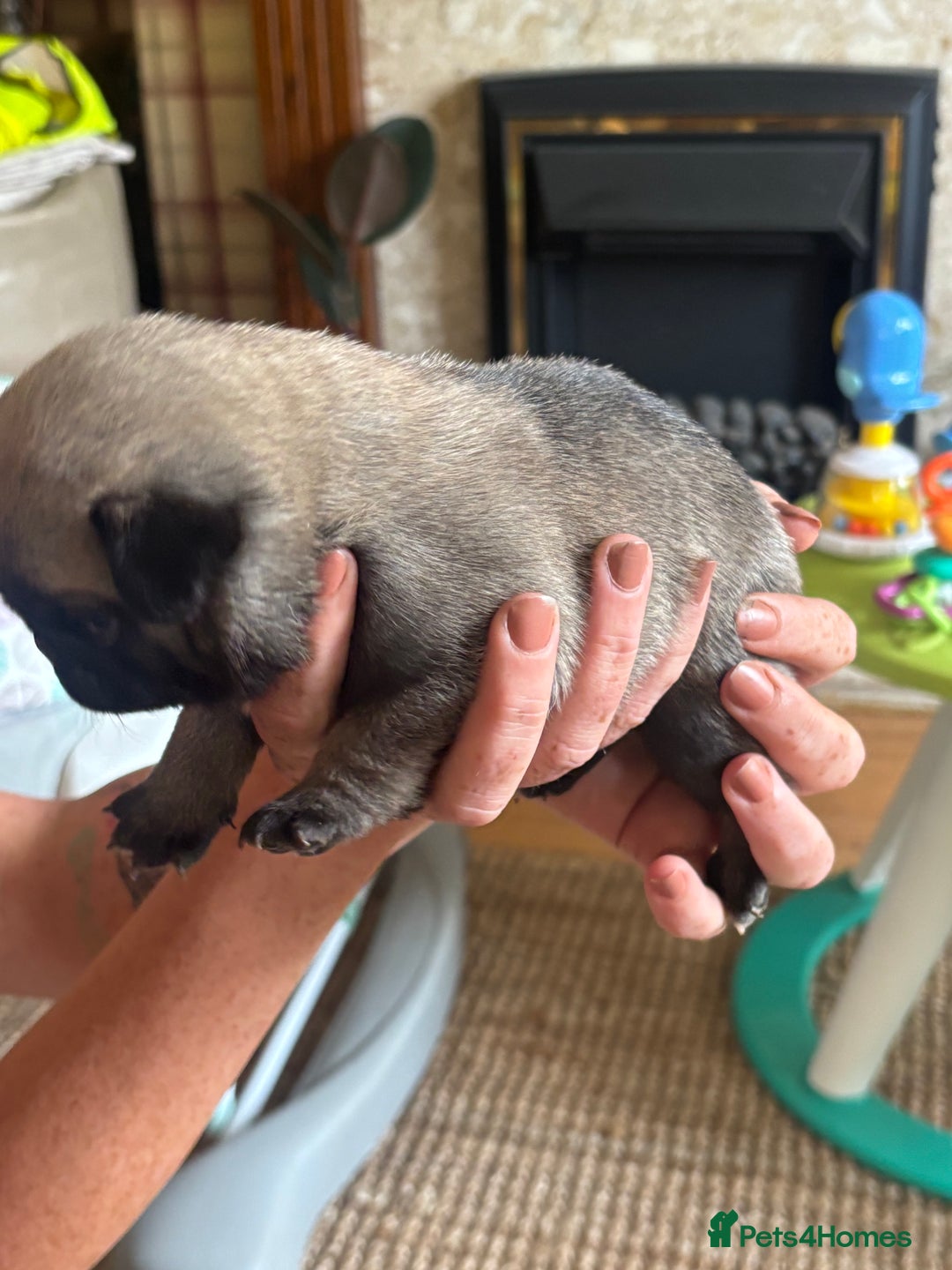 Pug dogs for sale: 4 Puppy Pugs - Image 8