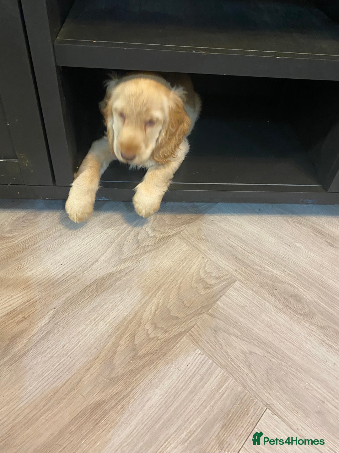 Cocker Spaniel dogs for sale: Cocker Spaniel puppies - Advert 12