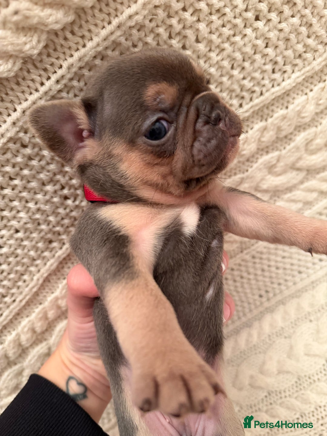 French Bulldog dogs for sale: 5 KC registered French Bulldogs🐾 - Image 4