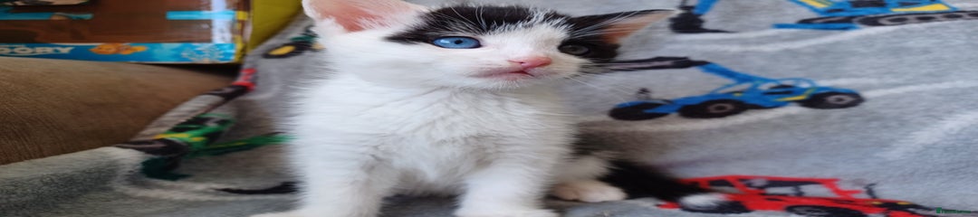 Domestic Shorthair Kitten 1