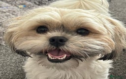 Shih Tzu dogs for sale: Shih tzu puppy female  - Image 8