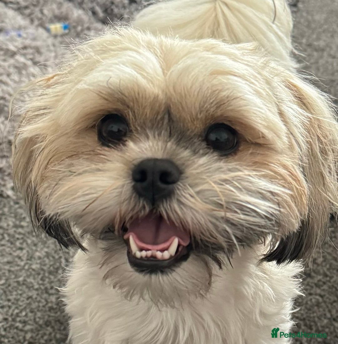 Shih Tzu dogs for sale: Shih tzu puppy female  - Image 8