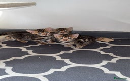 Bengal cats for sale: 3 beautiful pure breed bengals  - Image 2