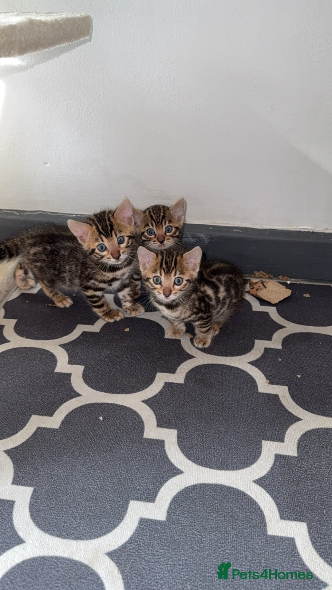 Bengal cats for sale: 3 beautiful pure breed bengals  - Image 2
