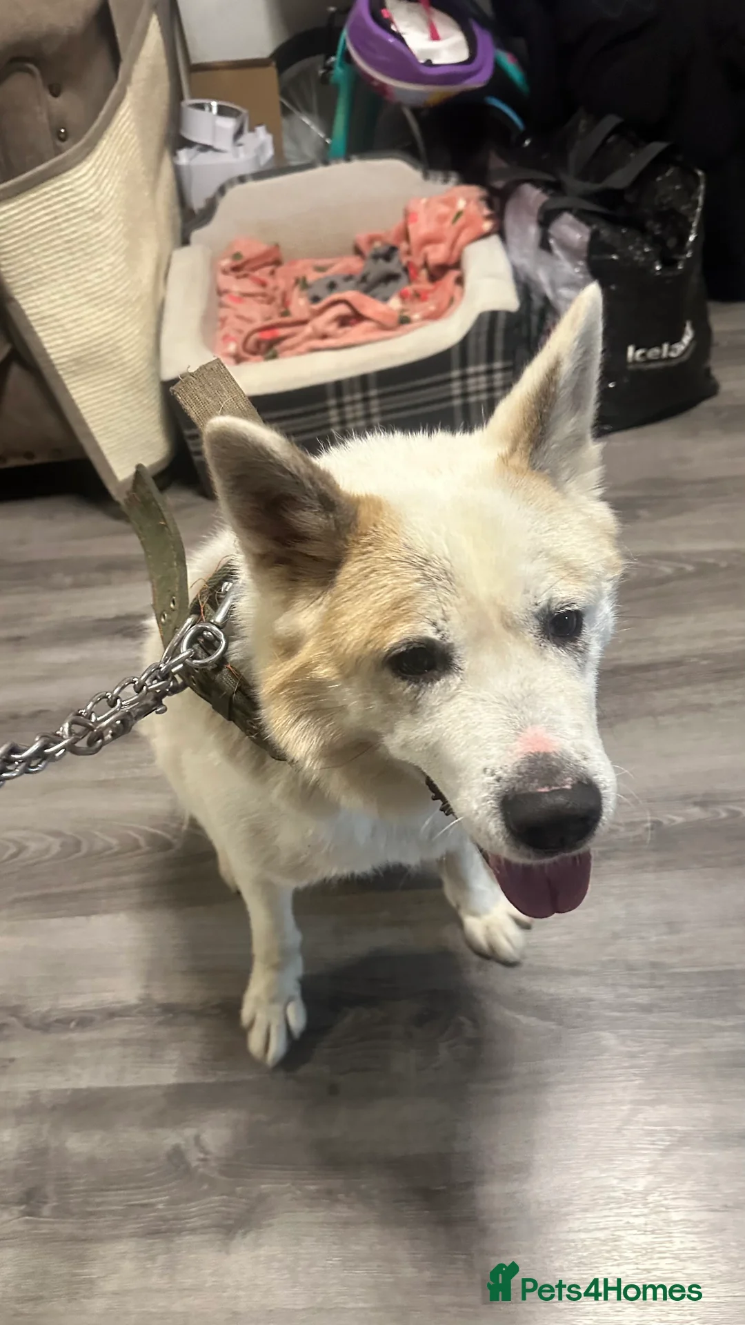 Akita dogs for sale: Akita in need of rehoming  - Advert 3