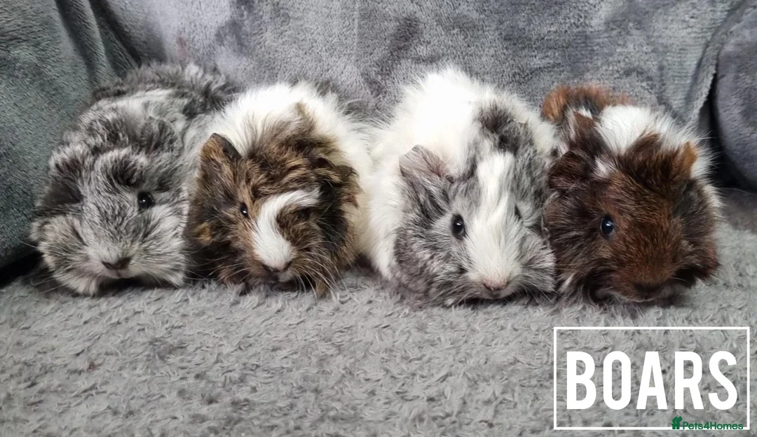 Guinea Pig rodents for sale: Adorable Baby Guinea Pigs - Advert 2