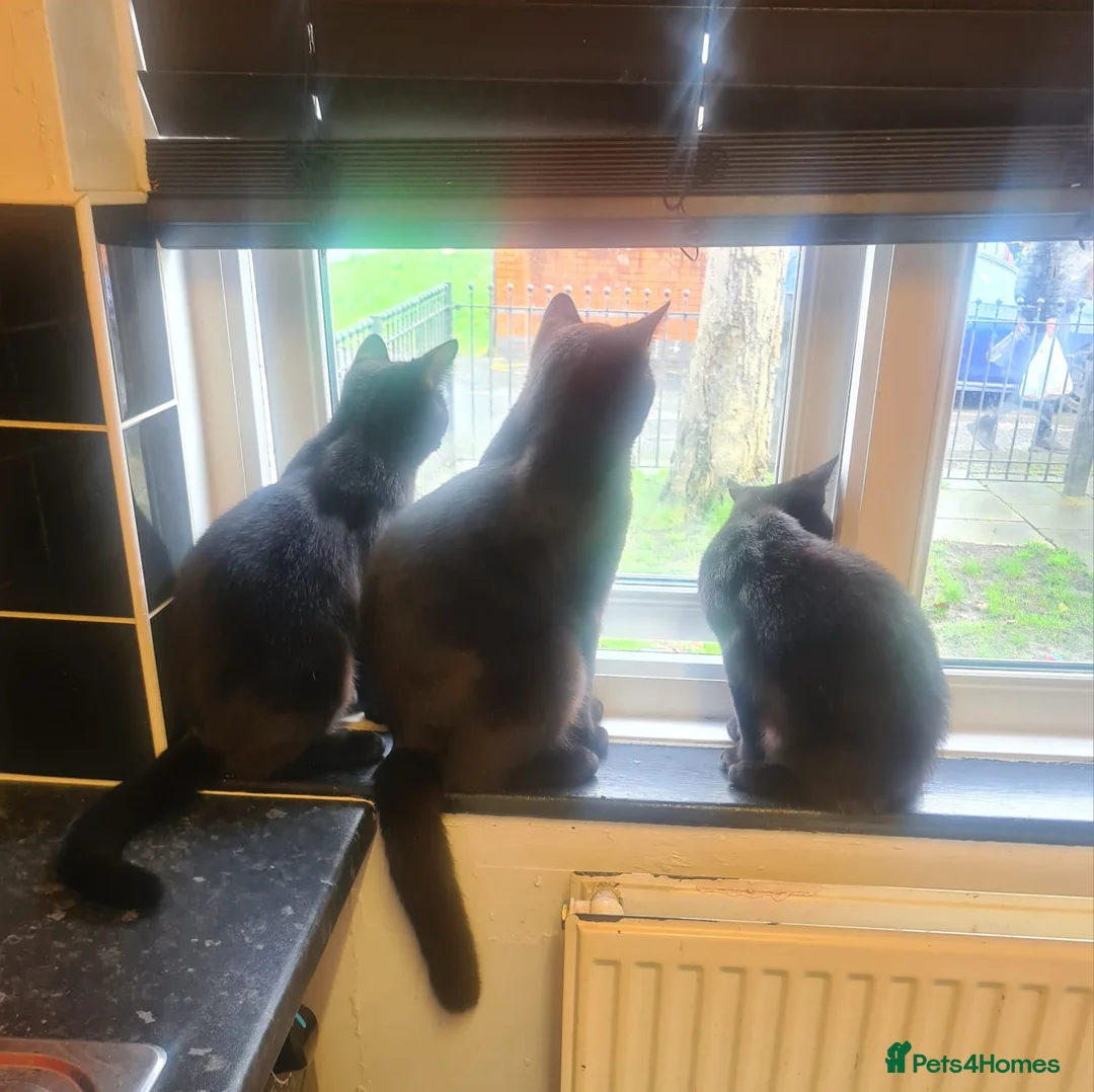 Mixed Breed cats for sale: 3 beautiful 8month old kittens in Manchester - Advert 1