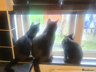 Mixed Breed cats 3 beautiful 8month old kittens - Advert 2