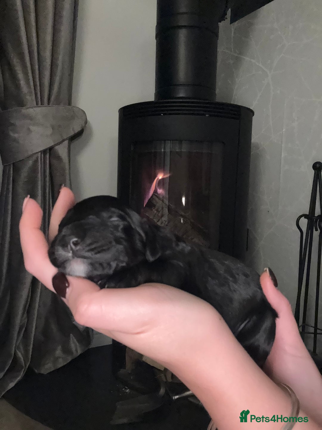 Cocker Spaniel dogs for sale: 7 cocker spaniel puppies for sale  - Advert 20