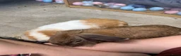 Mini Lop rabbits for sale: 5 bunnies for sale - 3 mini lops, 2 mini lion lops - Advert 15