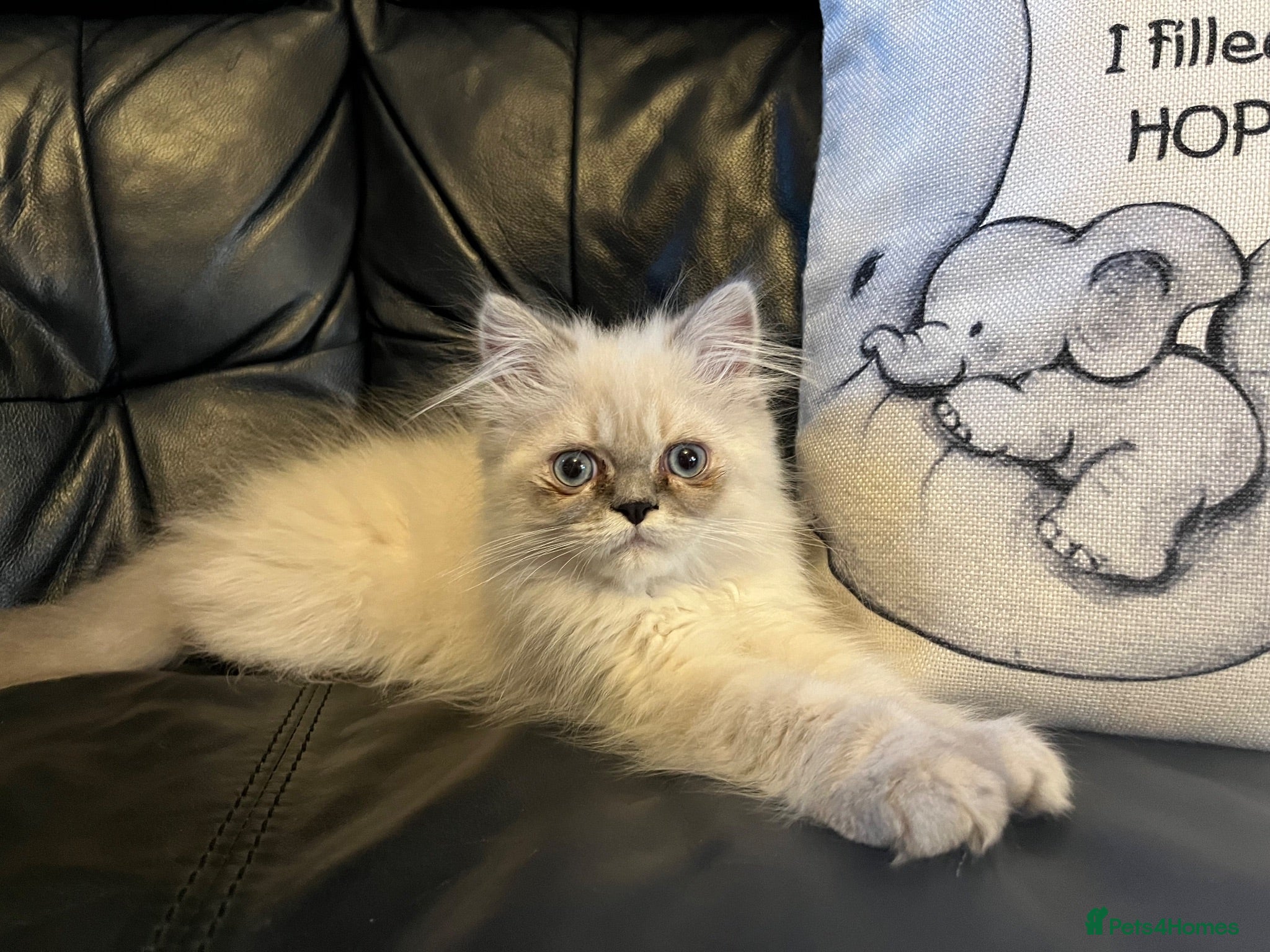 Persian cats Ready Now - Fully vacs, Persian kitten (M)  - Advert 17