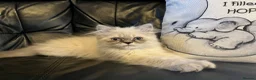 Persian cats for sale: Ready Now -  playful colourpoint Persian kitten(M) - Advert 8
