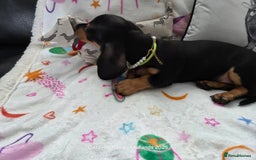 Miniature Dachshund dogs for sale: Shorthaired Minature Daschunds READY TO LEAVE NOW - Image 12