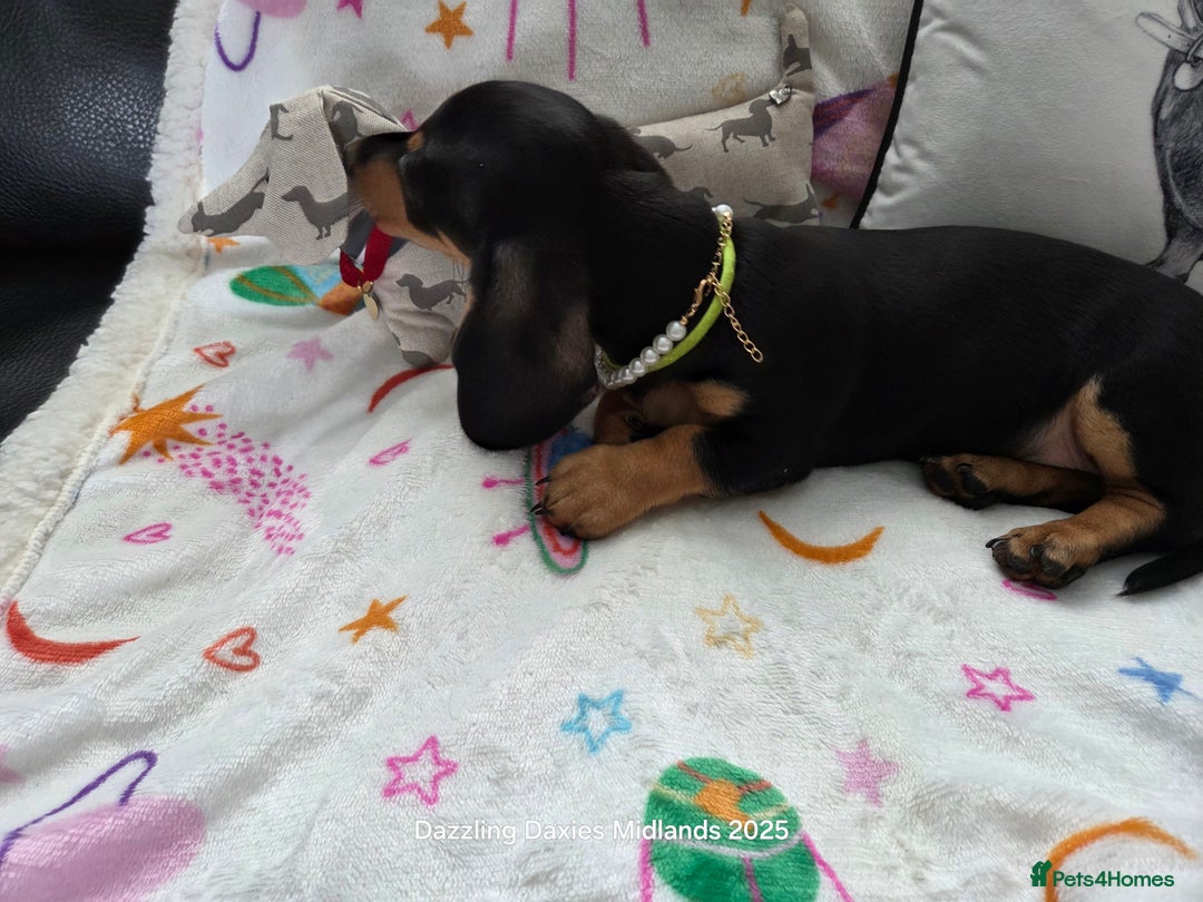 Miniature Dachshund dogs for sale: Shorthaired Minature Daschunds READY TO LEAVE NOW - Image 12