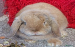 Mini Lop rabbits for sale: Pure minilop Harliquin Buck - Image 2