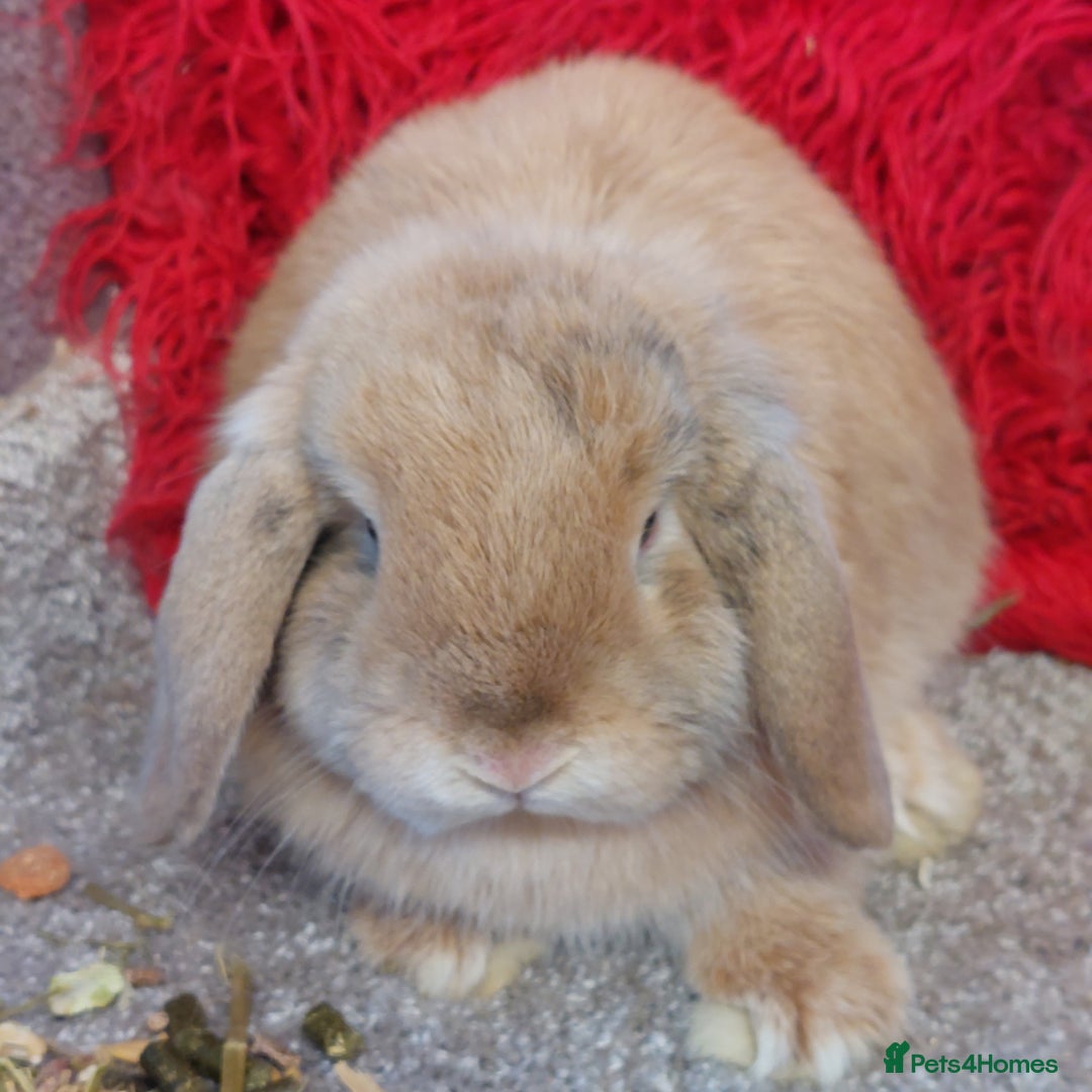 Mini Lop rabbits for sale: Pure minilop Harliquin Buck - Image 2