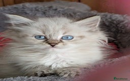Siberian cats for sale: Kitty Neva Masguerade  - Image 8