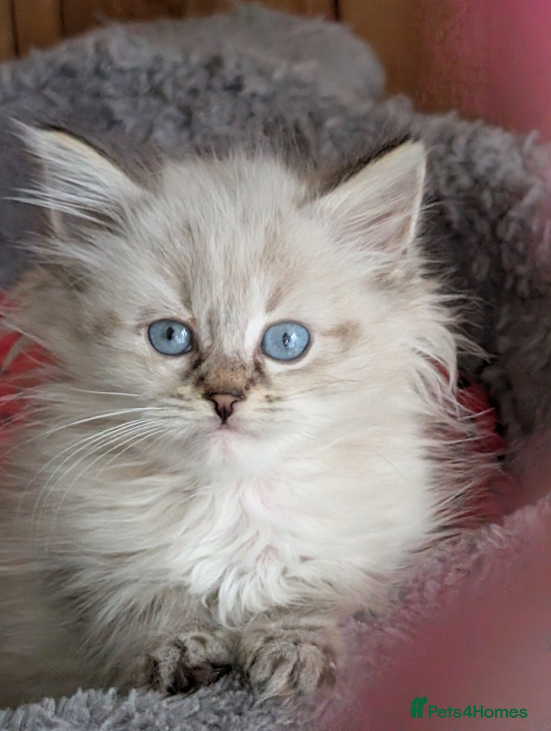 Siberian cats for sale: Kitty Neva Masguerade  - Image 8