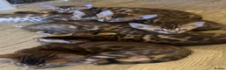 Bengal cats for sale: Beautiful Bengal kittens for loving homes. - Advert 10