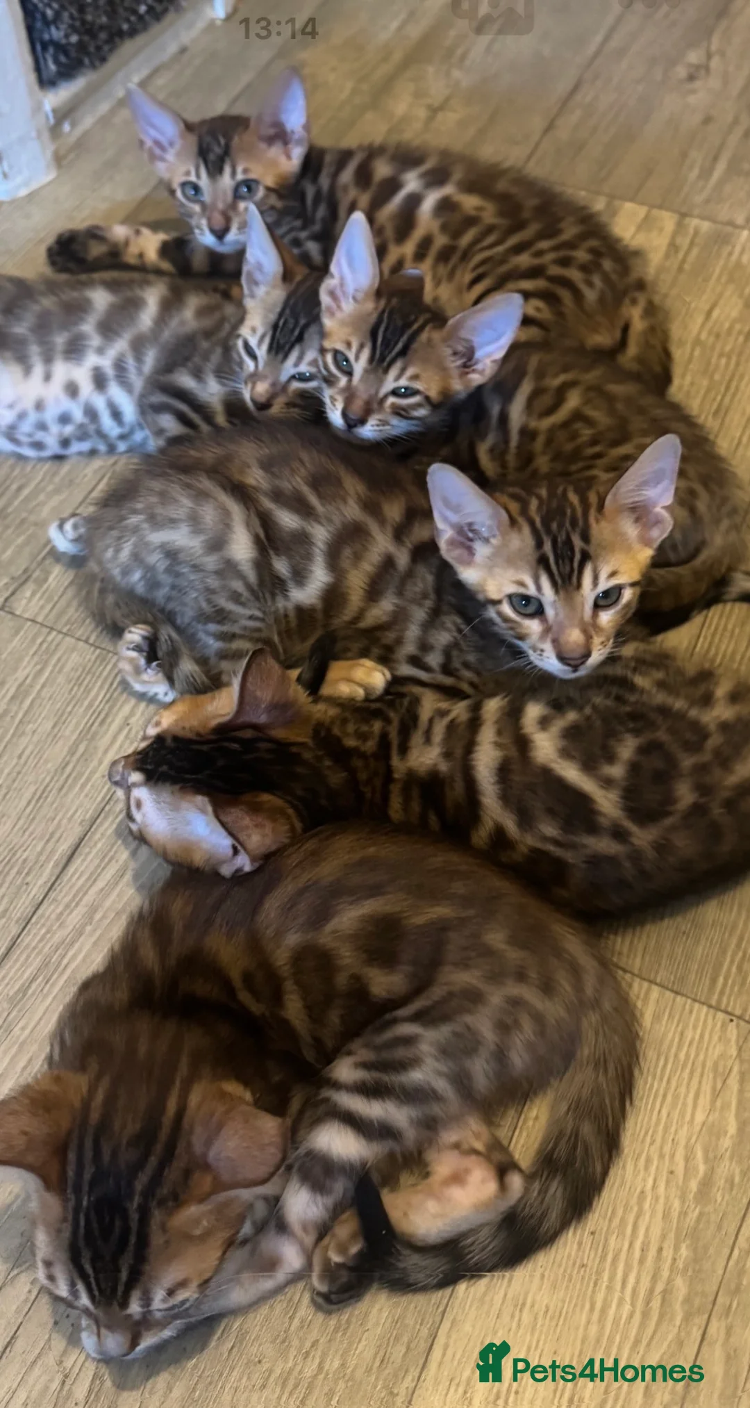 Bengal cats for sale: Beautiful Bengal kittens for loving homes. - Advert 10