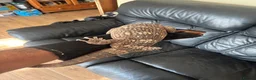 Monitor reptiles for sale: White throat monitor - Advert 5