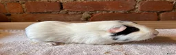 Guinea Pig rodents for sale: Guinea pig sows available  - Advert 3