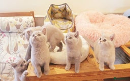 British Shorthair cats for sale: Top Quality British Shorthair kittens  - Image 4