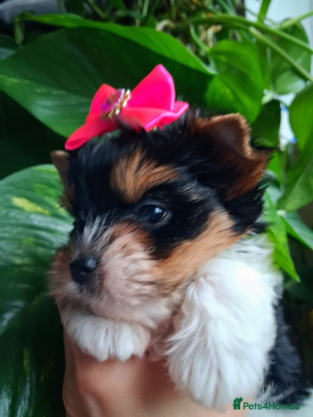 Biewer Terrier dogs for sale: Beautiful 2 mini girls - Advert 25