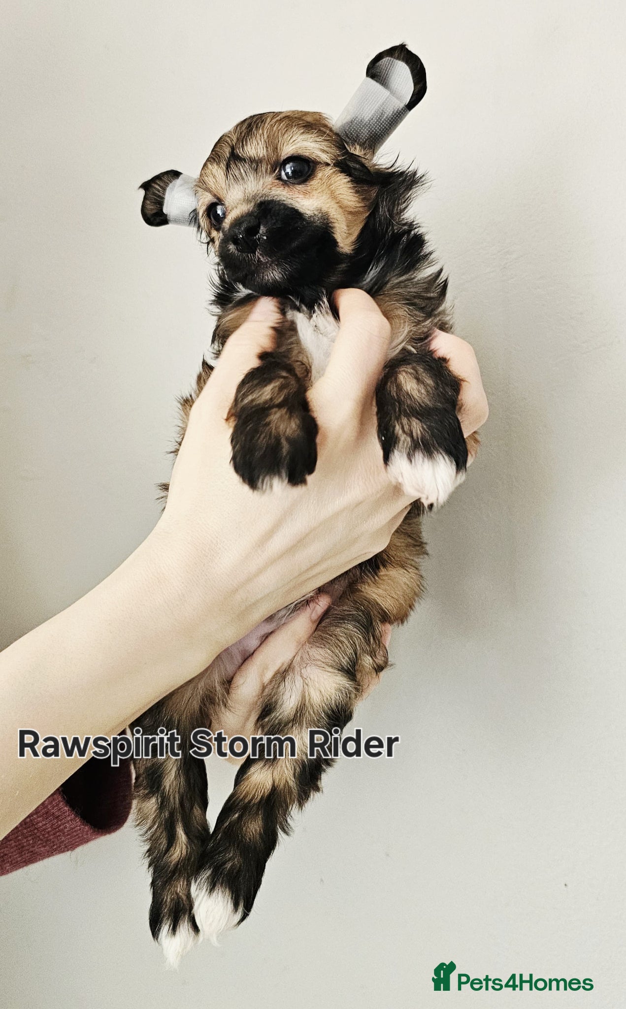 Chinese Crested dogs Hailerss girl, powder puff girl and boy  - Advert 3