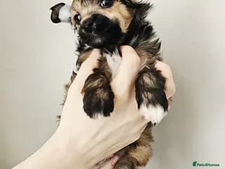 Chinese Crested dogs Hailerss girl, powder puff girl and boy - Advert 3