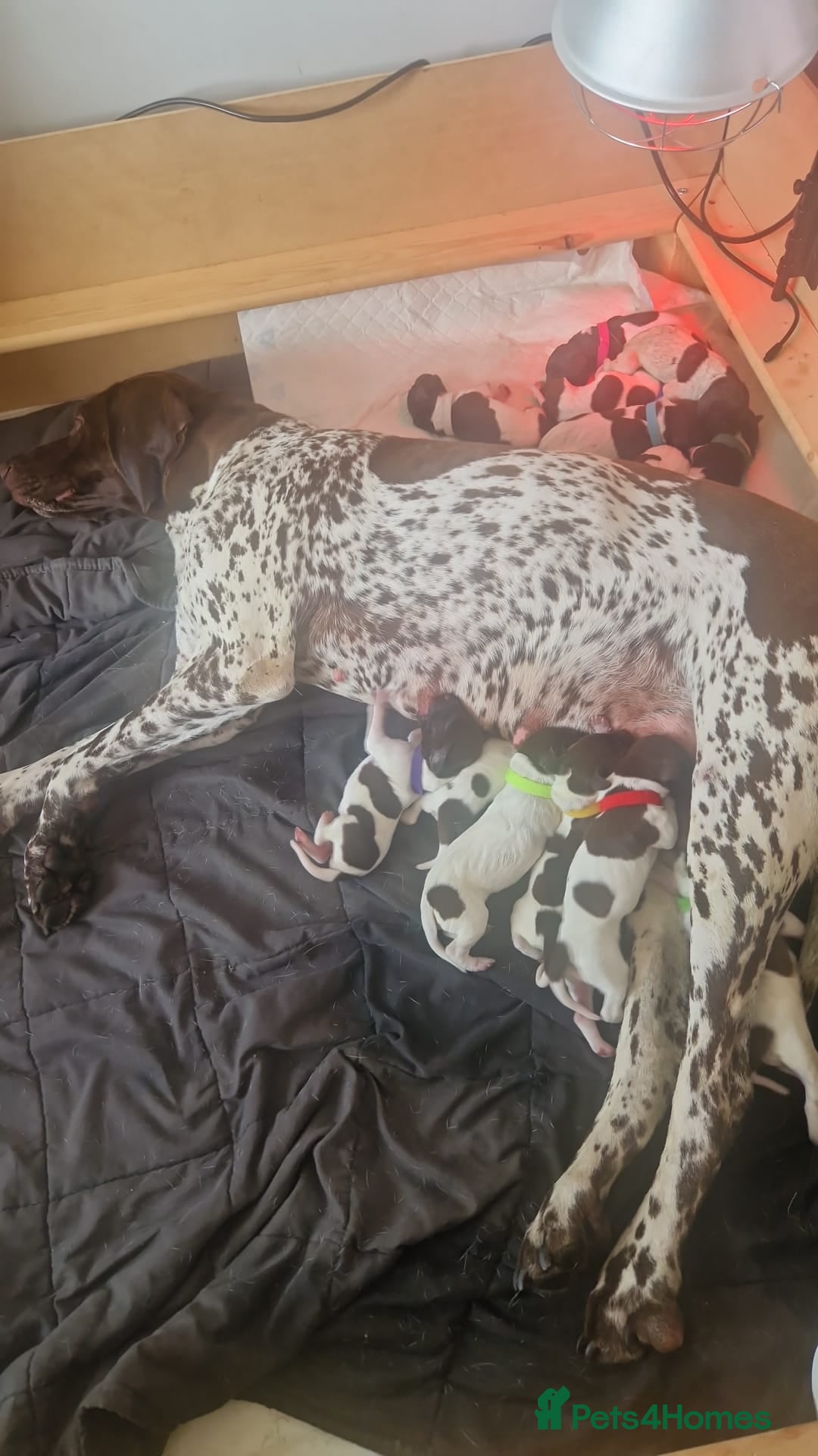 German Shorthaired Pointer dogs KC Registered German Shorthaired Pointer Puppies - Advert 2