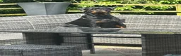 Rottweiler dogs for sale:  German Rottweiler puppies  - Advert 1