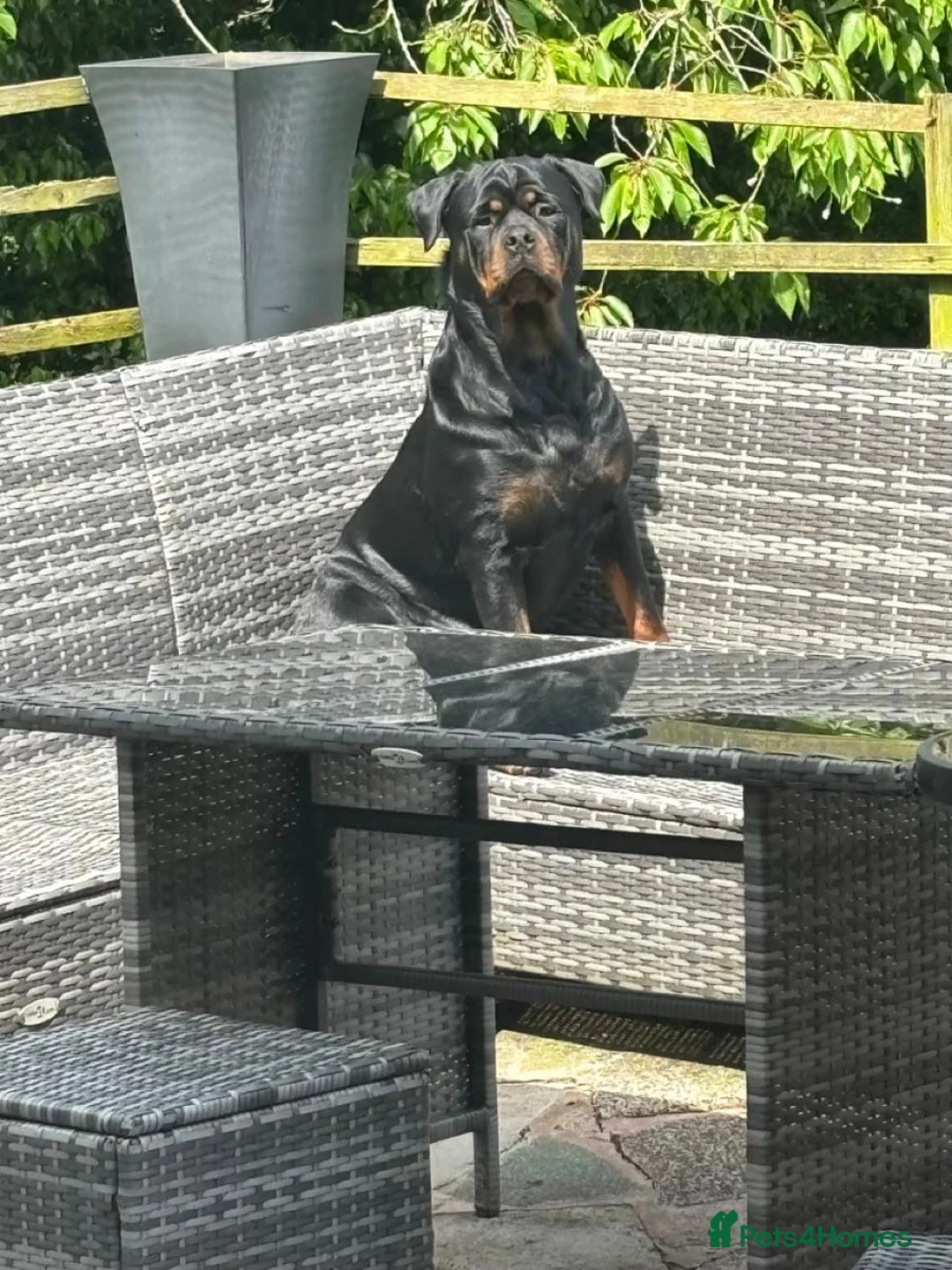 Rottweiler dogs for sale:  German Rottweiler puppies  - Advert 1