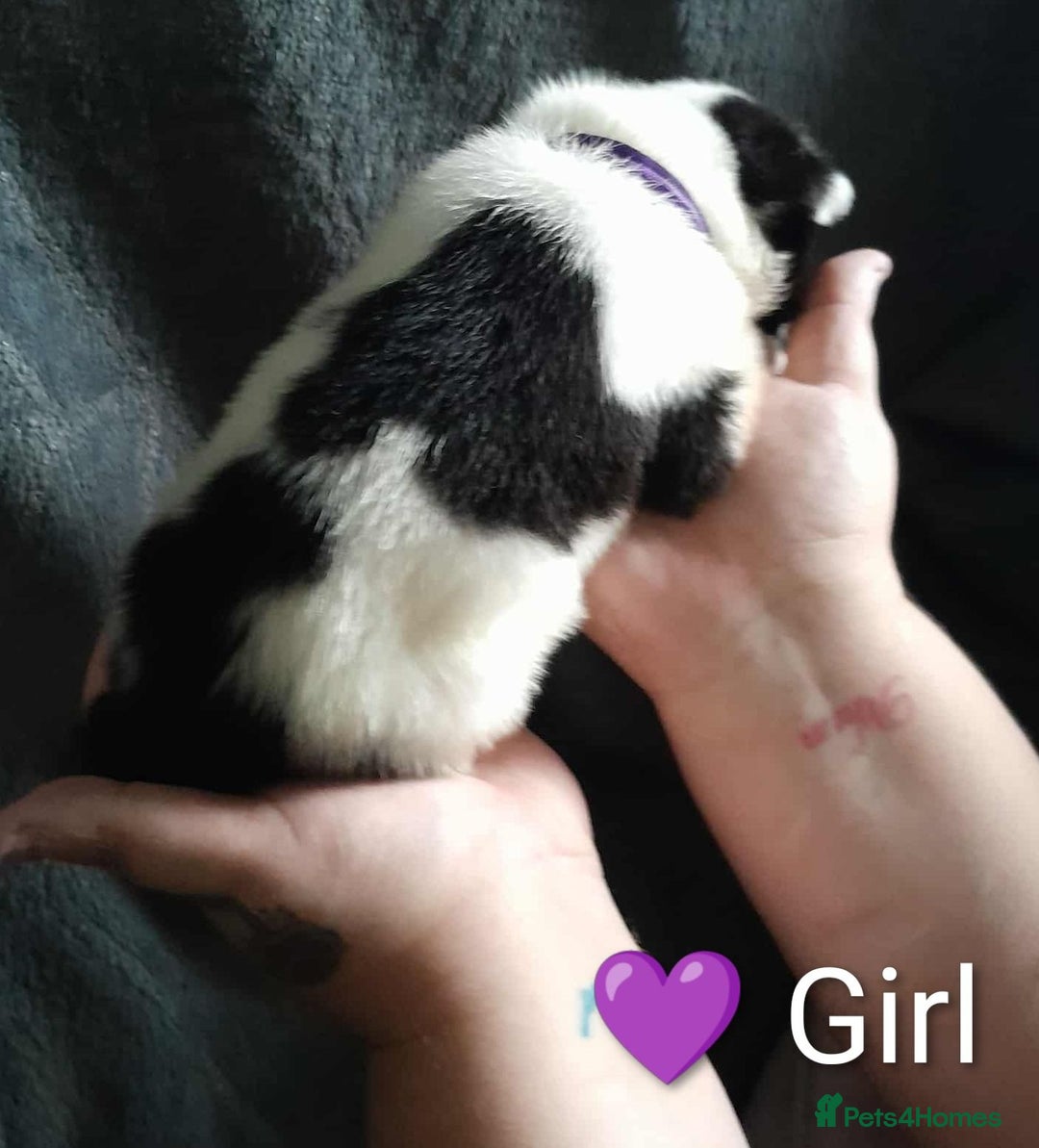 Mixed Breed dogs for sale: American Bulldog x Siberian Husky - Image 5