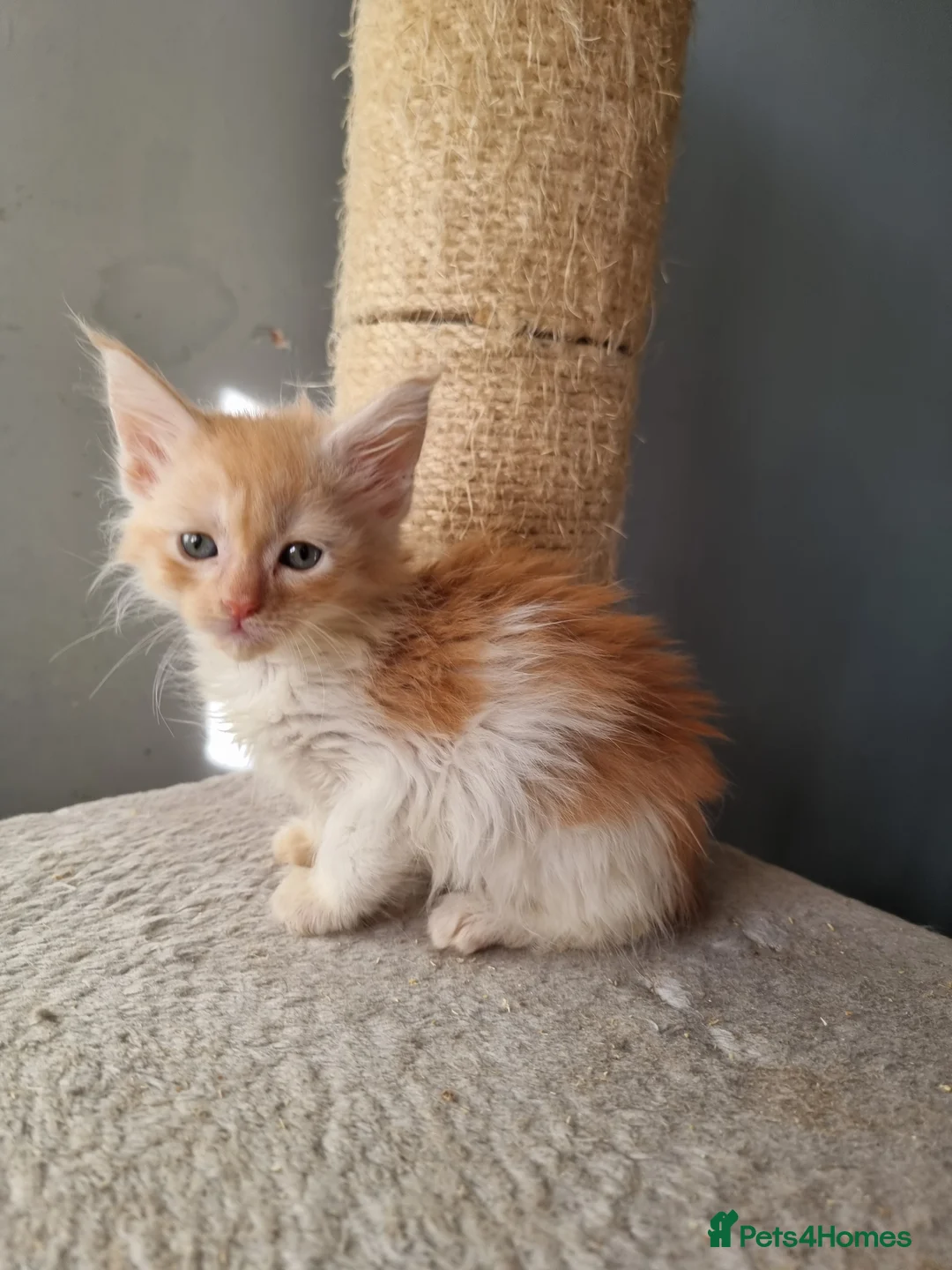 Maine Coon cats for sale: 2 litters of Maine Coon - Advert 28