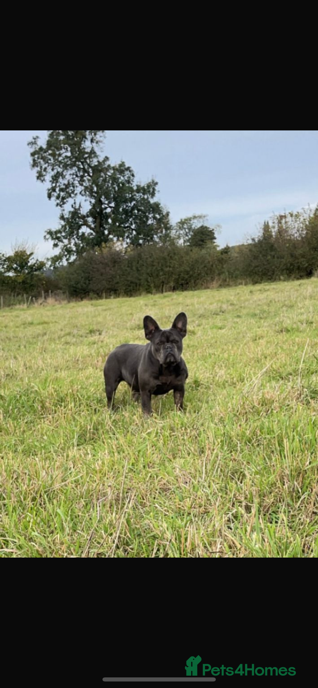 French Bulldog dogs for sale: 2 beautiful french bulldog girls - Advert 4