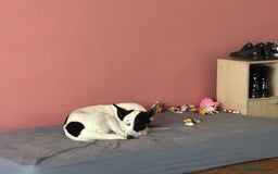 Mixed Breed dogs for sale: Energetic collie cross GSD needs a loving home - Advert 1