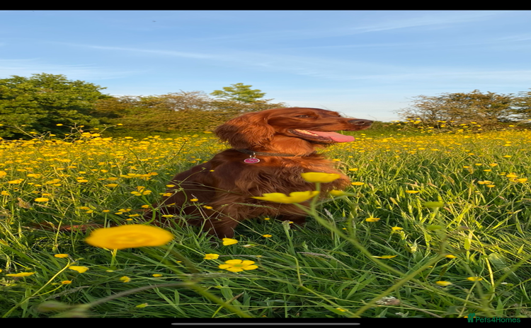 Irish Setter dogs ❤️🇮🇪Irish setter pups due 🇮🇪 ❤️ - Advert 1