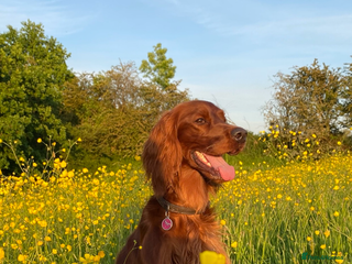 Irish Setter dogs ❤️🇮🇪Irish setter pups due 🇮🇪 ❤️ - Advert 1