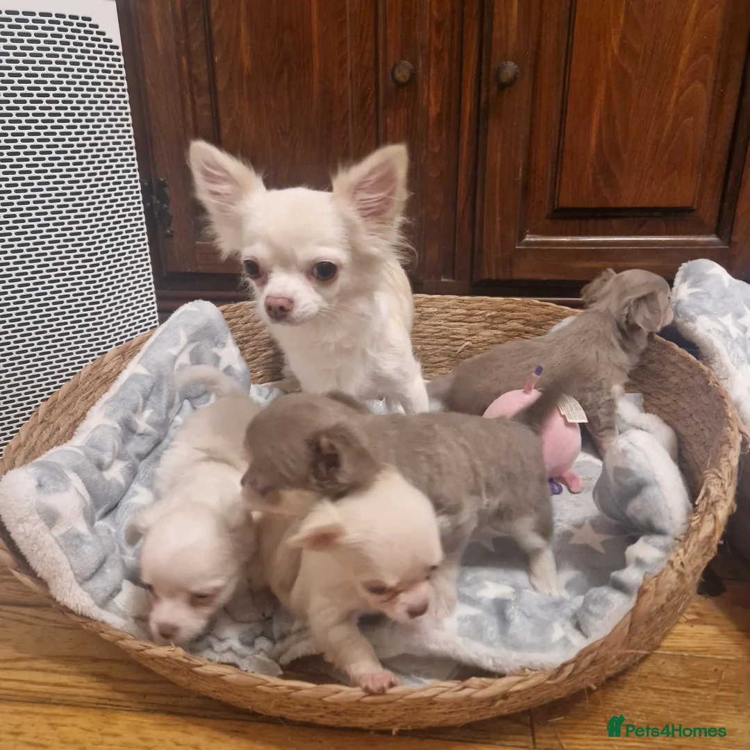 Chihuahua dogs for sale: Long coat Chihuahua puppy - Advert 1
