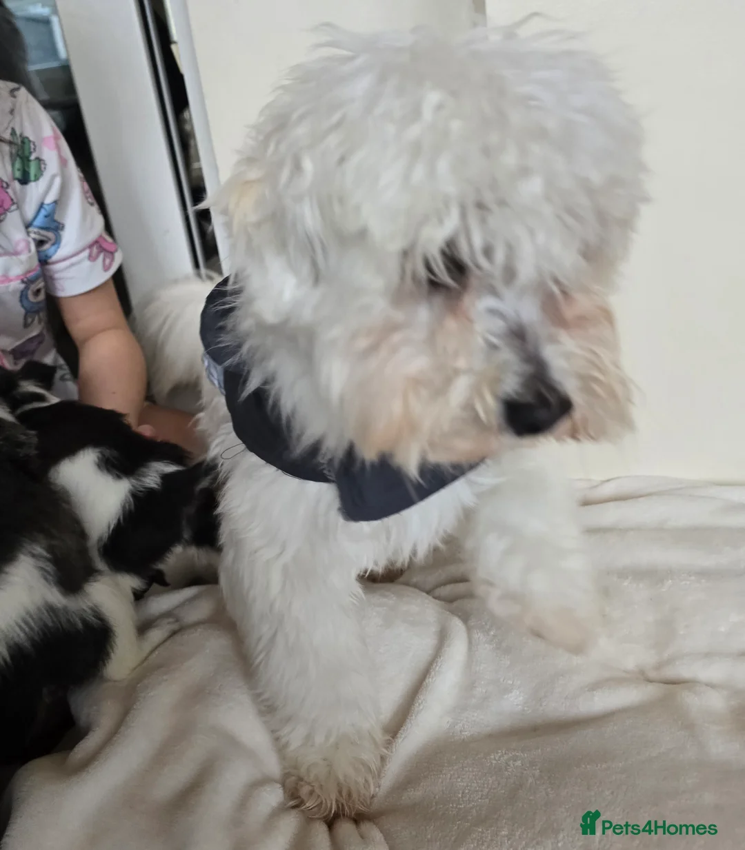 Mixed Breed dogs for sale: Malchi puppies for sale  - Advert 28