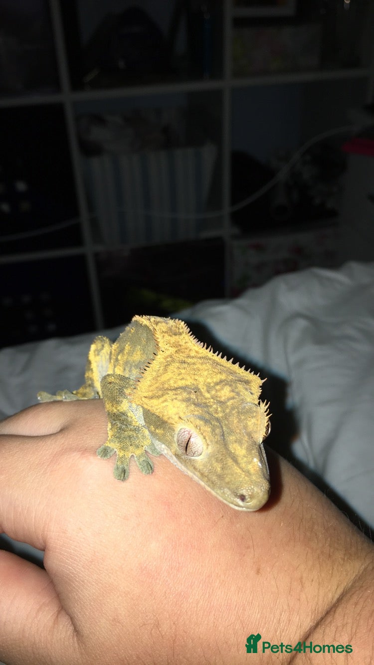Gecko reptiles Gecko Crested Chahoua Gargoyle Sarasinorum - Advert 1