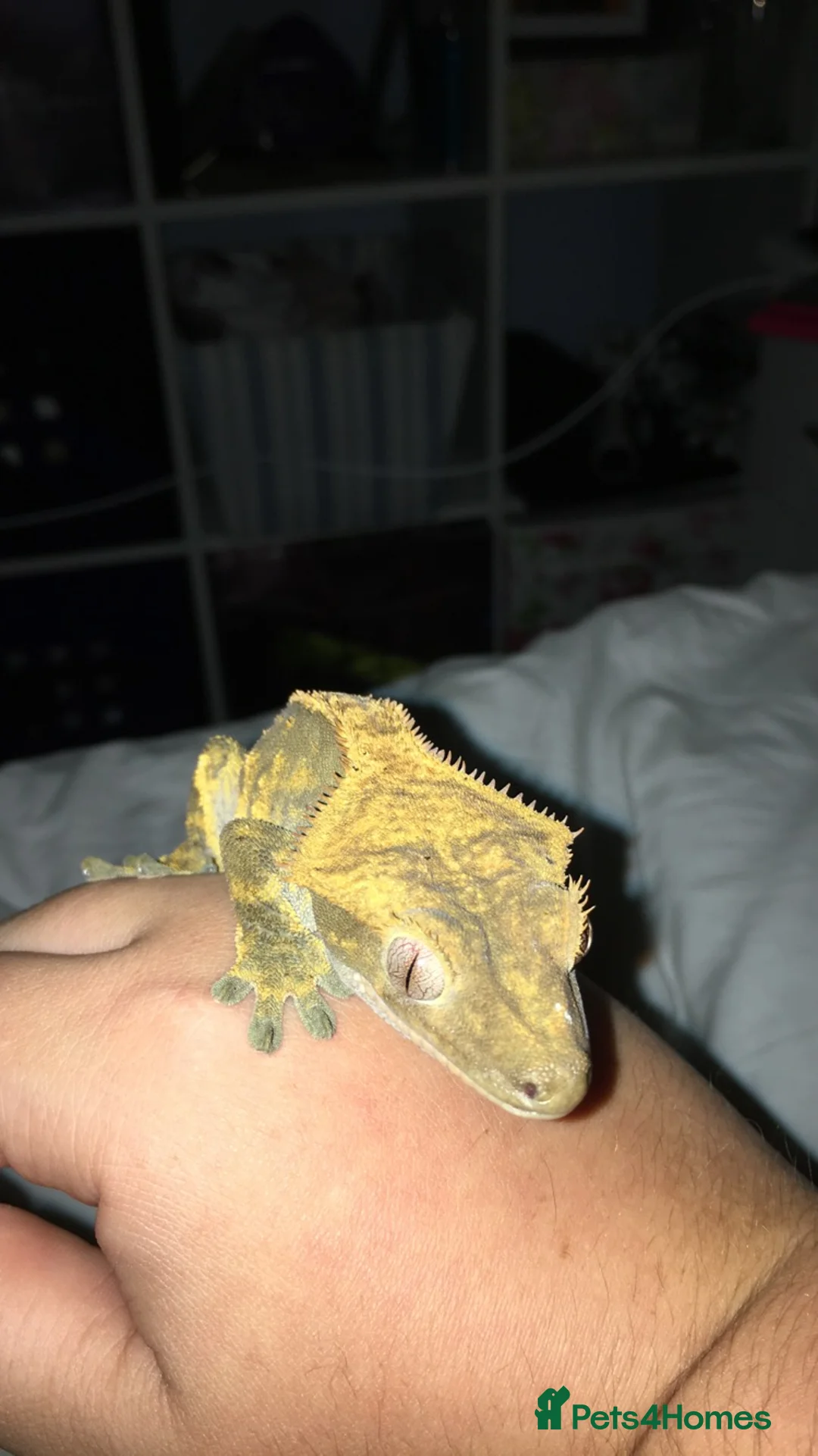 Gecko reptiles for sale: Gecko Crested Chahoua Gargoyle Sarasinorum - Advert 1