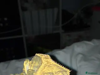 Gecko reptiles Gecko Crested Chahoua Gargoyle Sarasinorum - Advert 1